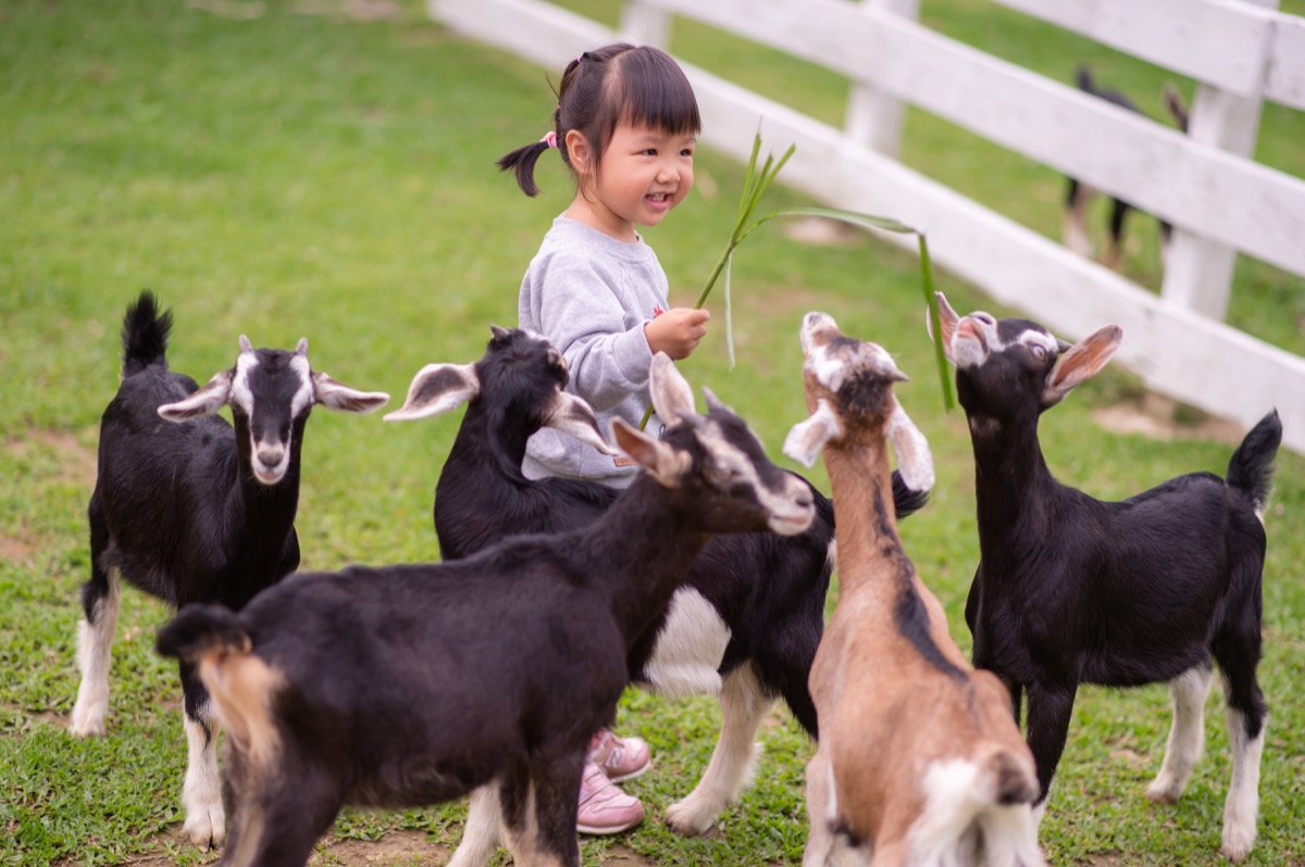 動物農場親子寫真|孩子與動物自然互動|親子寫真|家庭攝影|小巴老師|第 6 張