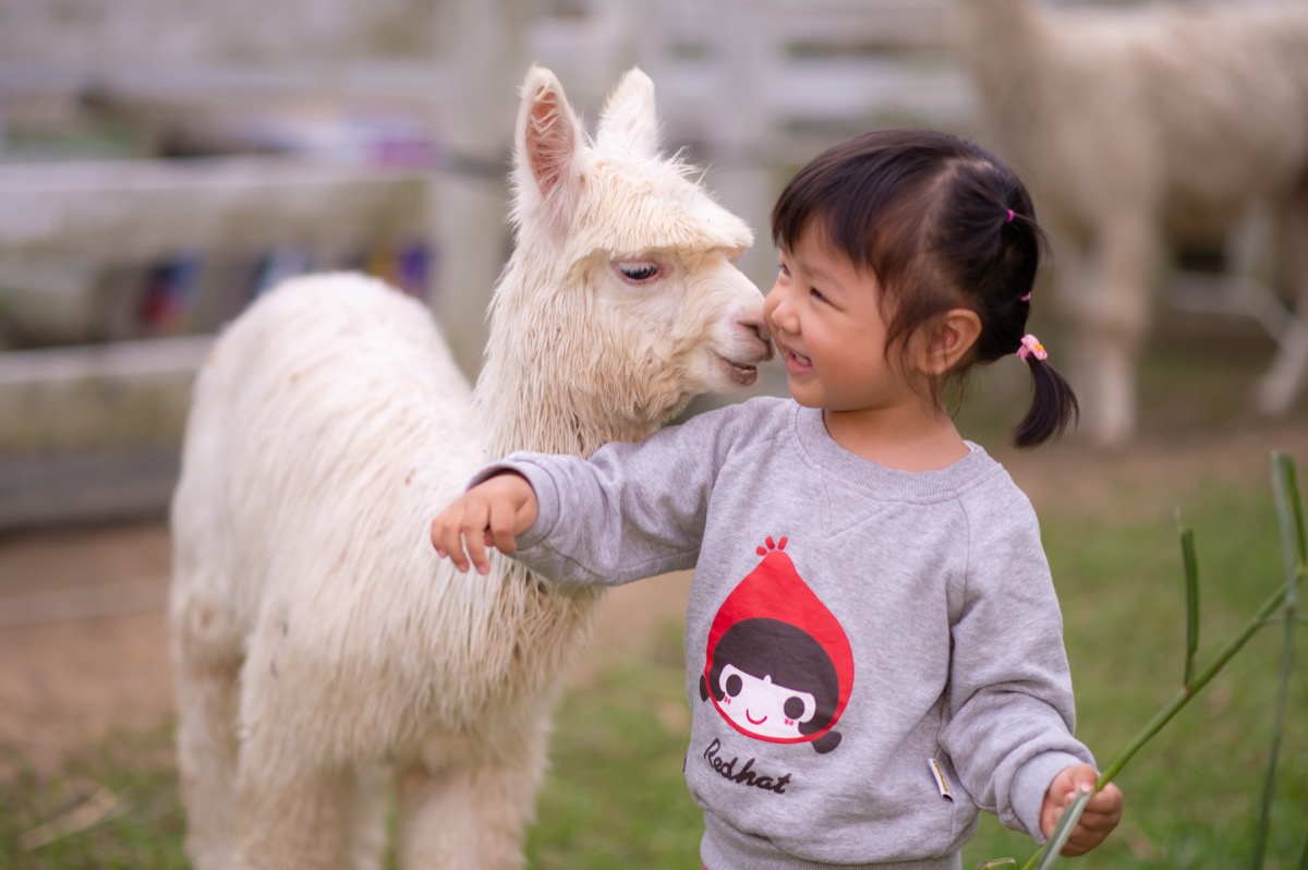 動物農場親子寫真|孩子與動物自然互動|親子寫真|家庭攝影|小巴老師|第 14 張