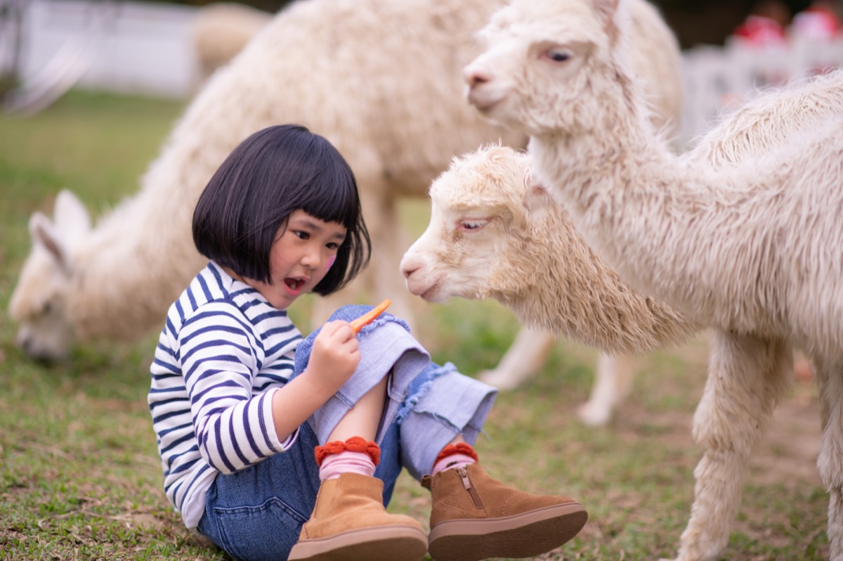 動物農場親子寫真|孩子與動物自然互動|親子寫真|家庭攝影|小巴老師|第 15 張