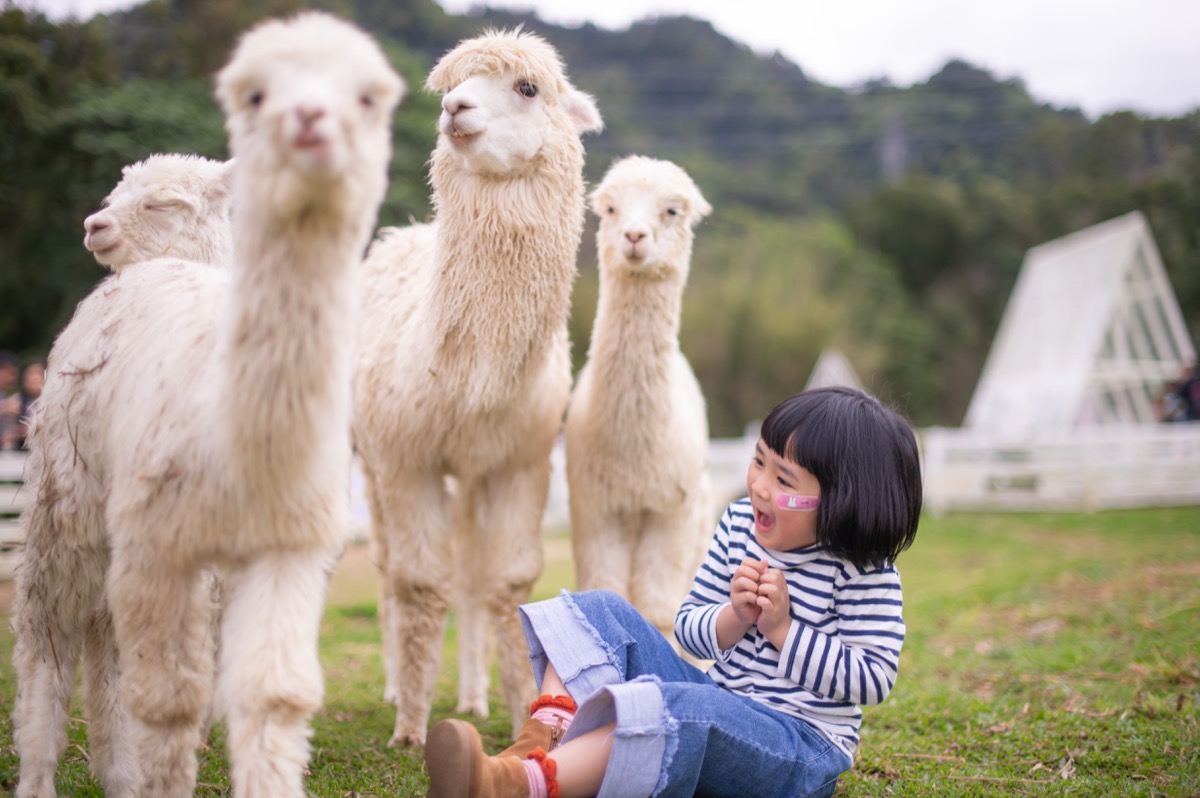 動物農場親子寫真|孩子與動物自然互動|親子寫真|家庭攝影|小巴老師|第 17 張