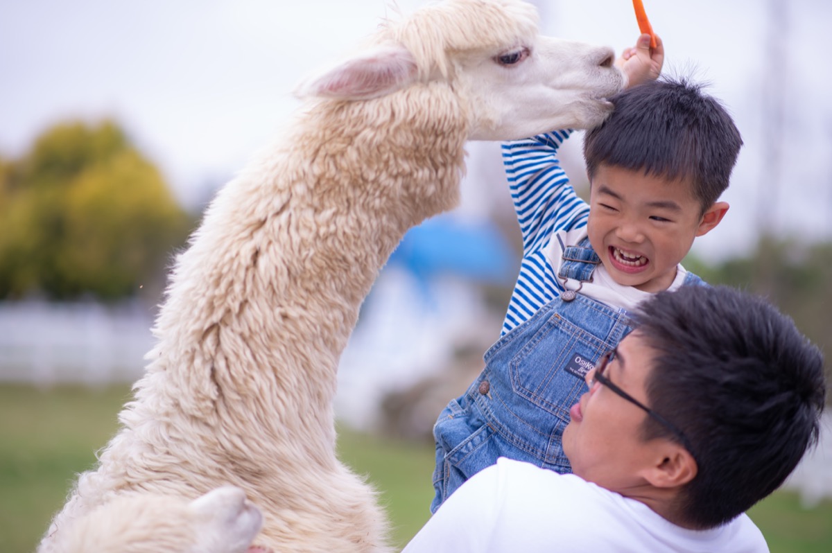 動物農場親子寫真|孩子與動物自然互動|親子寫真|家庭攝影|小巴老師|第 18 張