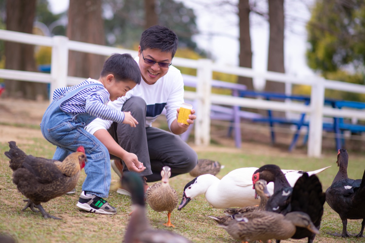 動物農場親子寫真|孩子與動物自然互動|親子寫真|家庭攝影|小巴老師|第 20 張