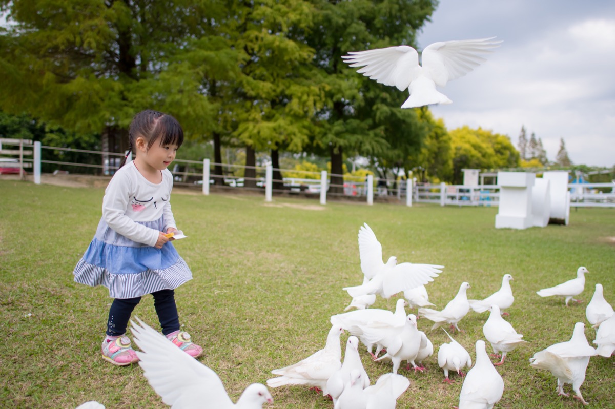 動物農場親子寫真|孩子與動物自然互動|親子寫真|家庭攝影|小巴老師|第 22 張