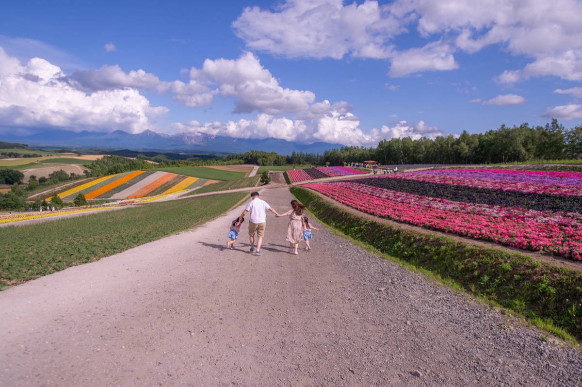 日本北海道夏季東北親子寫真|花海、草原、自然旅拍|親子寫真|家庭攝影|小巴老師|第 18 張