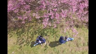 春季櫻花繡球花親子寫真｜花季家庭旅拍｜親子寫真｜家庭攝影｜小巴老師｜第 31 張