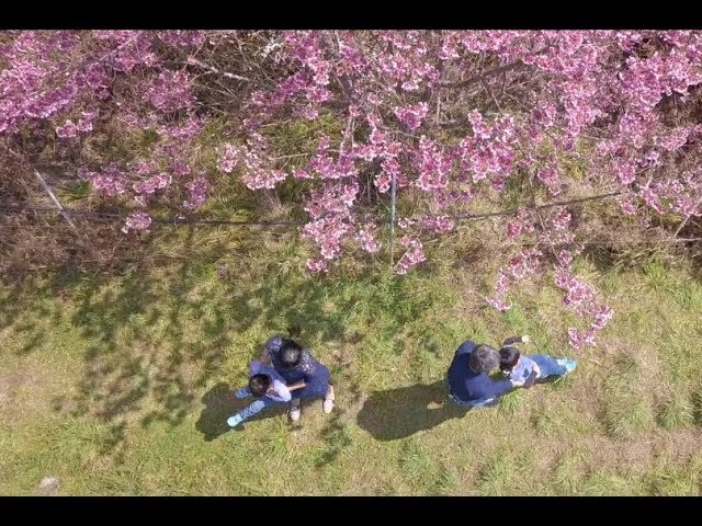 春季櫻花繡球花親子寫真｜花季家庭旅拍｜親子寫真｜家庭攝影｜小巴老師｜第 32 張